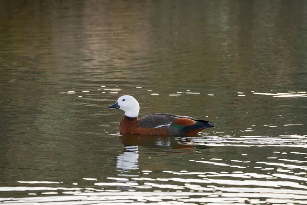 Close-up view of an adult female of Paradise shelduck with white head and brown body swimming on the lake