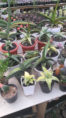 Colorful Sansevieria Plants For Sale