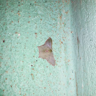 Common emerald moth. Hemithea in an isolated background textured for commercial purposes use