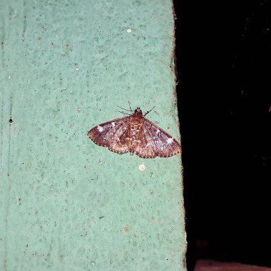 Spotted beet webworm moth in an isolated background