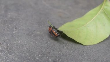 Macro video of a bug on a green leaf, Red palm weevil on a green leaf, 4k resolution 