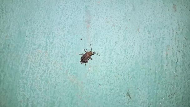 Closeup View Bug Wild Nature — Stock Video