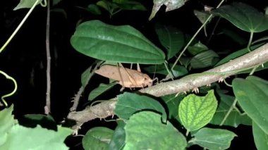 Mecopoda elongata kahverengi çekirge geceleri şarkı söylüyor