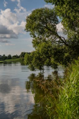 Güzel bir ağaç ve göl manzarası.
