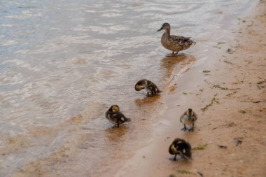 Sahilde anne ördekle küçük ördek yavruları.