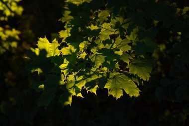 Yeşil yapraklı yeşil yapraklar..