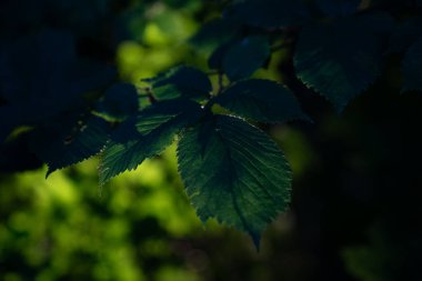 Asma yapraklarının seçici odak noktası.