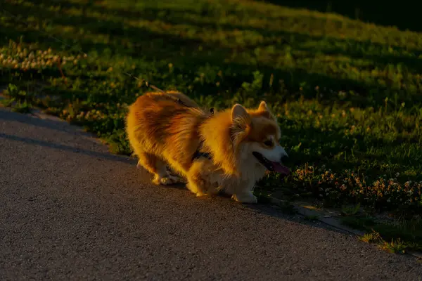 Parktaki turuncu renkli corgi sosisi.
