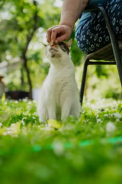 Bahçedeki kedi