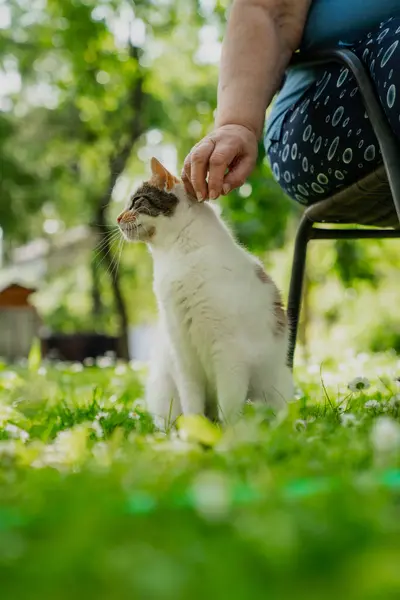Yaz boyunca bahçede yeşil çimenli küçük beyaz bir kedi beslemek.