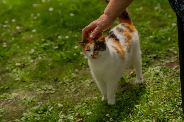 Bahçedeki genç bir kedi. Çimlerdeki kedi.