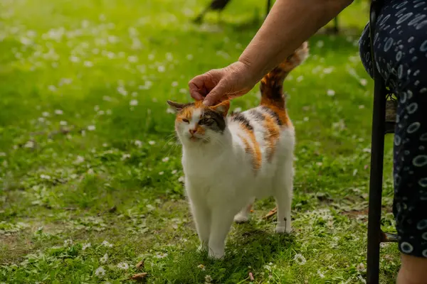 Bahçesinde beyaz yakalı güzel kırmızı kedi