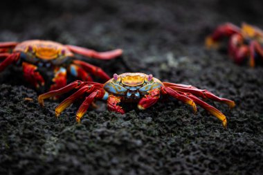 Crabs in the Galapagos Islands