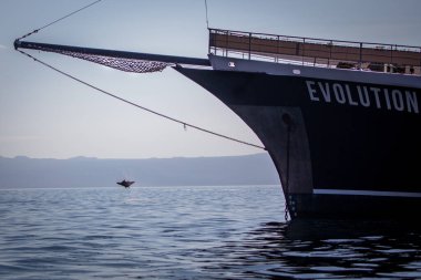 A manta ray jumps out of the water near a cruise ship in the Galapagos Islands