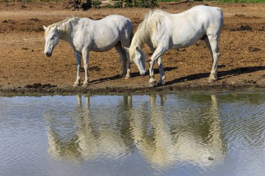 Güney Fransa 'daki Camargue Beyaz Atları