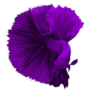 Betta fish with beautiful purple color