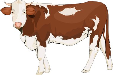vector image of a cow for a sticker or poster