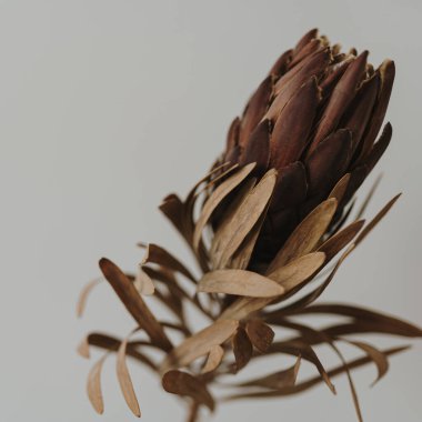 Beyaz arka planda zarif, kurumuş protea çiçeği.