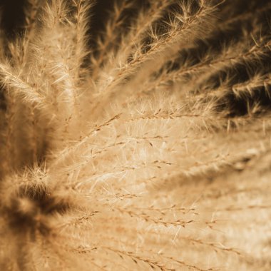 Yakın çekim, güneş ışığı gölgelerinde sazlık buketi. Estetik zarif bohem çiçek tasarımı