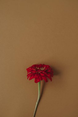 Tarafsız kahverengi arka planda güzel kırmızı papatya gerber çiçeği. Kopya alanı ile estetik minimalist çiçek kavramı