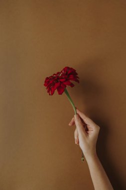 Kahverengi arka planda kırmızı Gerber çiçeğini tutan bir kadın. Estetik asgari yaratıcı çiçek konsepti