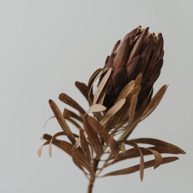 Nazikçe kurutulmuş protea çiçeği. Estetik bohem çiçek kompozisyonu