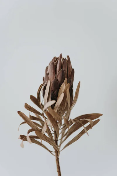 Elegante Flor Protea Seca Estética Sobre Fondo Blanco —  Fotos de Stock