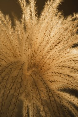 Güneş ışığı gölgelerinde sazlıklar. Estetik zarif bohem çiçek tasarımı