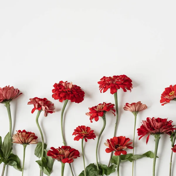 Gerbera Madeliefje Bloemen Patroon Witte Achtergrond Vlakke Lay Bovenaanzicht Minimalistische — Stockfoto