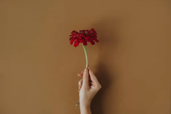 stock image Female hand holding red gerber flower on tan brown background. Aesthetic minimal creative floral concept