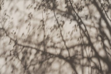 Tarafsız bej duvar arka planında ağaç yapraklarının estetik güneş ışığı gölgesi