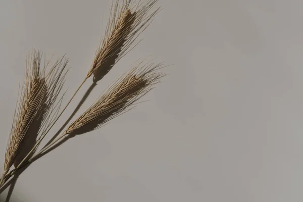 Stock image Wheat ears on tan white background with copy space. Warm sunlight shadow reflections silhouette. Minimalist simplicity flat lay. Aesthetic top view flower composition