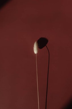 Kurumuş tavşan kuyruğu otları kırmızı arka planda fotokopi alanı ile takip edilir. Sıcak güneş ışığı gölgesi silueti yansıtır. Minimalist basitlik düzlüğü. Estetik üst görünüm çiçek bileşimi