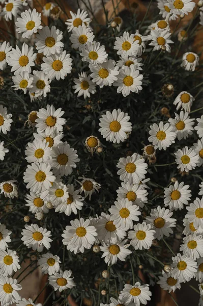 Kamilla Százszorszép Virágok Minta Háttér Absztrakt Természet Virágos Textúra Napfény — Stock Fotó