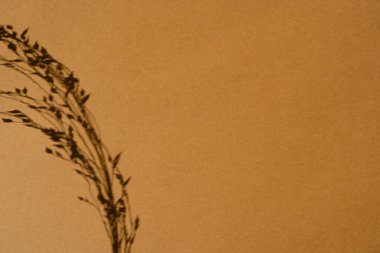 Derin nötr turuncu arka planda kurutulmuş güzel çimenler ve bulanık güneş ışığı gölgeleri. Estetik minimum çiçek bileşimi