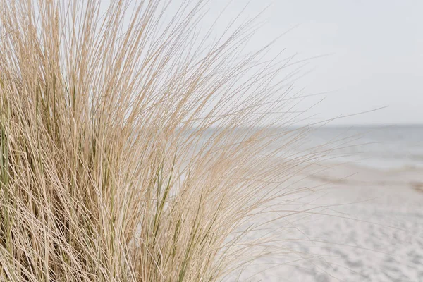Dried Grass Stems Beach White Sand Neutral Beige Colours Nature — Stock Photo, Image