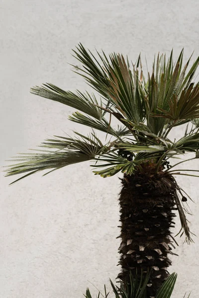Tropische Exotische Palme Auf Weißem Hintergrund Ästhetische Minimale Florale Komposition — Stockfoto