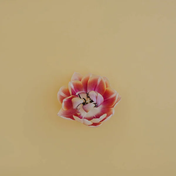 Ροζ Μπουμπούκι Τουλίπας Ουδέτερο Παστέλ Κίτρινο Φόντο Ελάχιστη Αισθητική Floral — Φωτογραφία Αρχείου