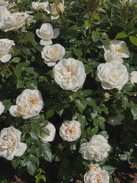 Elegant Aesthetic White Rose Bush Flowers Leaves — Stock Photo, Image