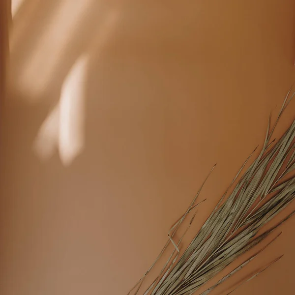 Eleganter Ästhetischer Getrockneter Palmblattstiel Mit Sonnenlicht Schatten Auf Warmem Orangefarbenem — Stockfoto