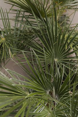 Tropik egzotik palmiye yaprakları arka planda. Estetik asgari doğa, çiçek arkaplan