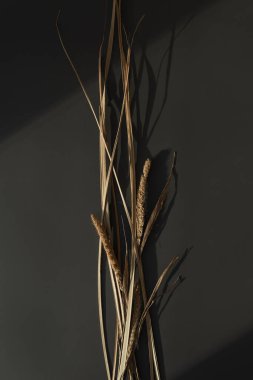 Estetik kurumuş çimenler, koyu gri arka plandaki güneş ışığı gölgelerinde ortaya çıkar. Minimalist Paris titreşimleri çiçek kompozisyonu