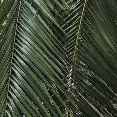 Yeşil egzotik tropik palmiye yapraklarına yakın çekim. Güzel bir yaz tropikal doğa geçmişi. Yaz seyahati, tatil kavramı