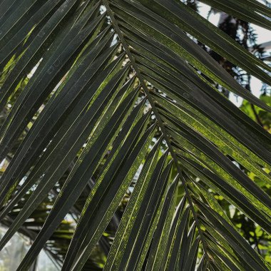 Yeşil egzotik tropik palmiye yapraklarına yakın çekim. Güzel bir yaz tropikal doğa geçmişi. Yaz seyahati, tatil kavramı