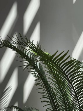 Tropical palm leaves in warm sunlight shadow reflections silhouette. Aesthetic bohemian floral composition