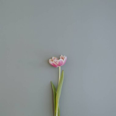 Tulip flower on pastel blue background. Flat lay, top view