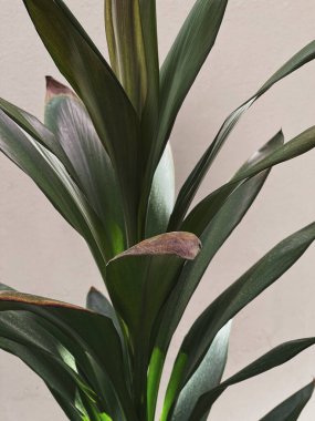 Yeşil egzotik tropik palmiye yapraklarına yakın çekim. Güzel bir yaz tropikal doğa geçmişi. Yaz seyahati, tatil kavramı