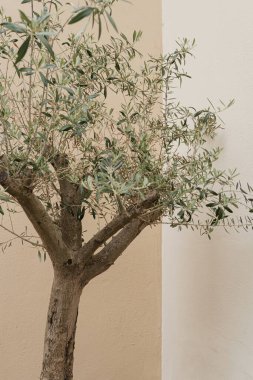 Olive tree near neutral pastel beige wall
