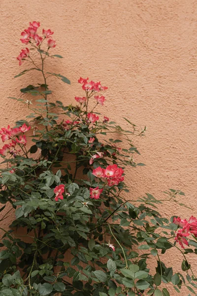 Colourful red flowers and green leaves bush on neutral coral background. Aesthetic minimal nature concept. Copy space