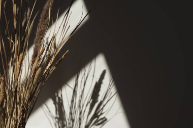 Bulanık estetik çiçek kompozisyonu. Kurumuş tüylü otlar, güneş ışığı yansımalarıyla saplanır. Güneş ışığı arka planı gölgeler